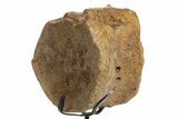 Fossil Hadrosaur Vertebra Centrum w/ Metal Stand - South Dakota #335488-1